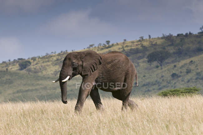 Vista laterale della passeggiata dell'elefante africano nella riserva nazionale di Masai Mara, Kenya — Foto stock