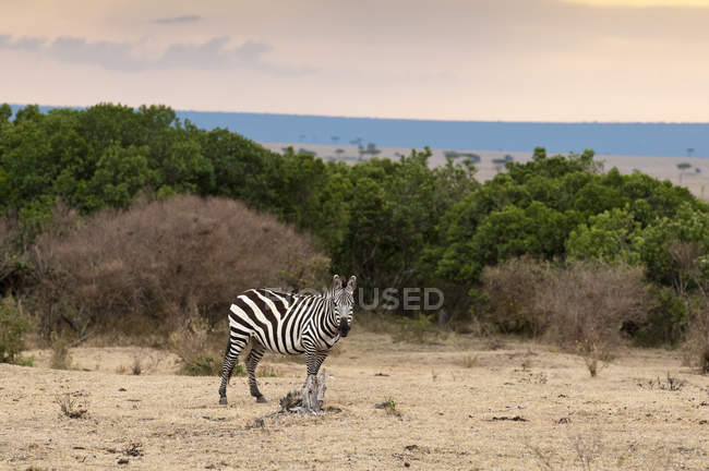 Один Зебра ходьба і дивлячись на камеру, Масаї Мара, Кенія — стокове фото