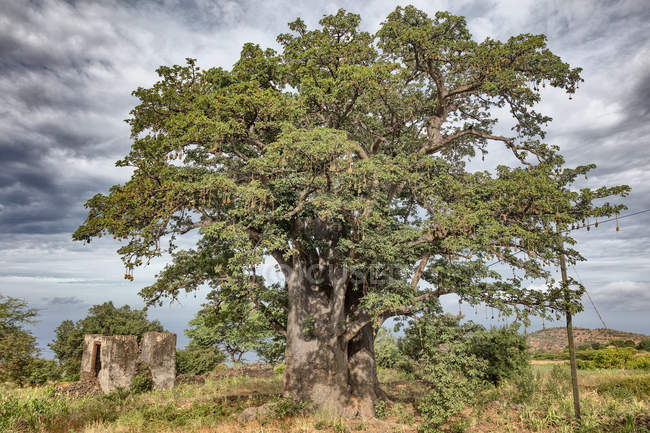 Baum von Ruinen, fogo, kapverde, afrika — Stockfoto