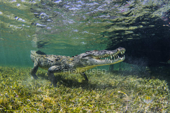 Vista submarina del cocodrilo americano de agua salada sobre el fondo marino, Xcalak, Quintana Roo, México - foto de stock