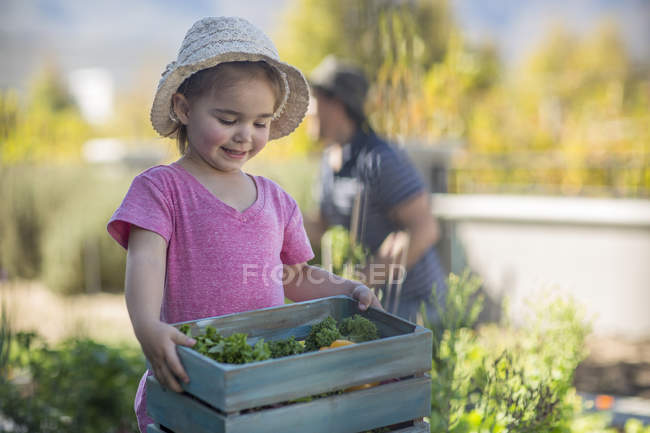 Young girl in garden carrying wooden crate of vegetables — Stock Photo
