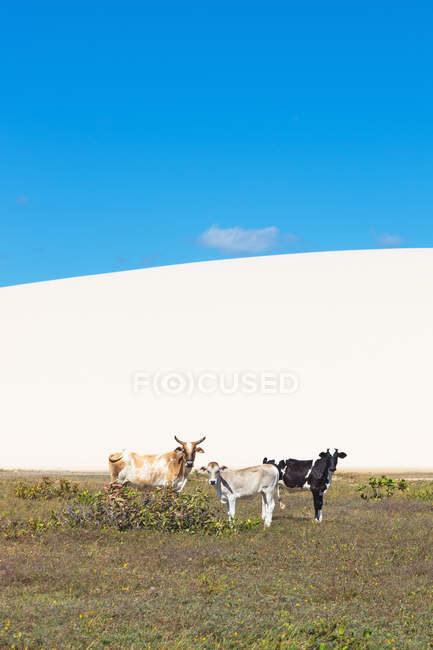 Cows in Jericoacoara national park, Ceara, Brazil, South America — Stock Photo