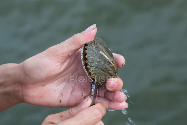 Mulher abrindo shell, close-up — Fotografia de Stock