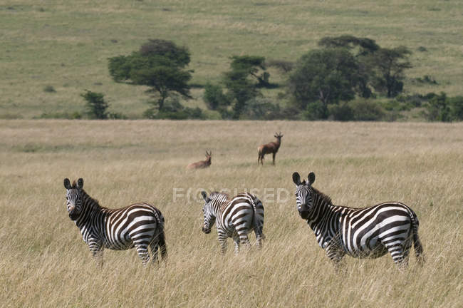 Cebra Común (Equus quagga), Reserva Nacional Masai Mara, Kenia . - foto de stock