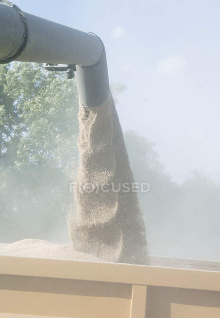Wheat grain pouring from combine harvester, close-up — Stock Photo