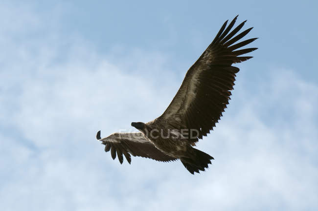 Visão de baixo ângulo do belo pássaro voando contra o céu azul em Masai Mara, Quênia — Fotografia de Stock