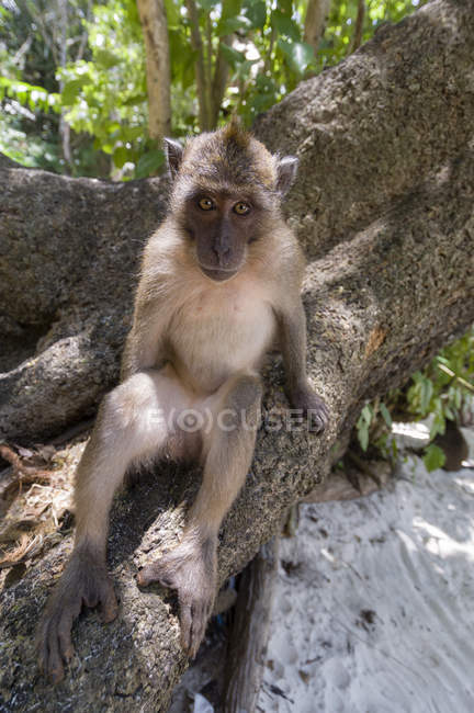 Mono en Yong Kasem o Monkey Beach, Phi Phi Don Island, Tailandia - foto de stock