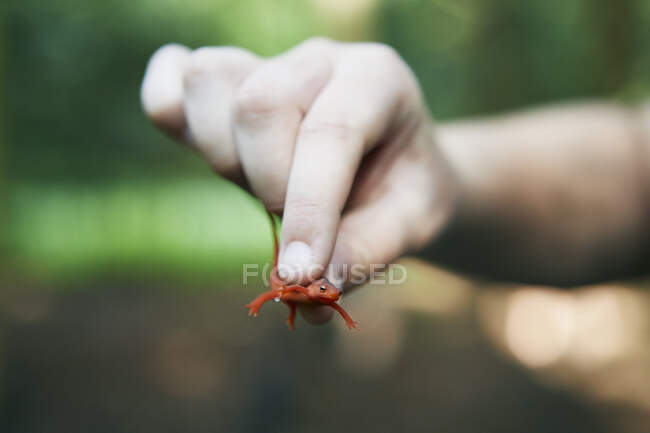 Young girl holding newt, close-up — Stock Photo