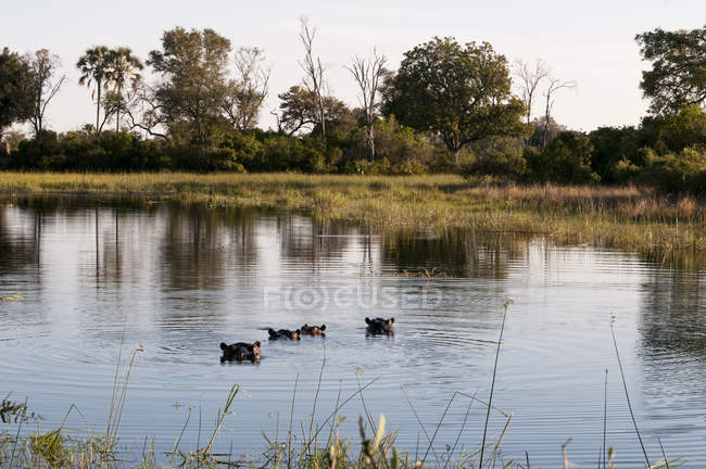 Hipopótamos nadando en el río, delta del Okavango, Botswana - foto de stock