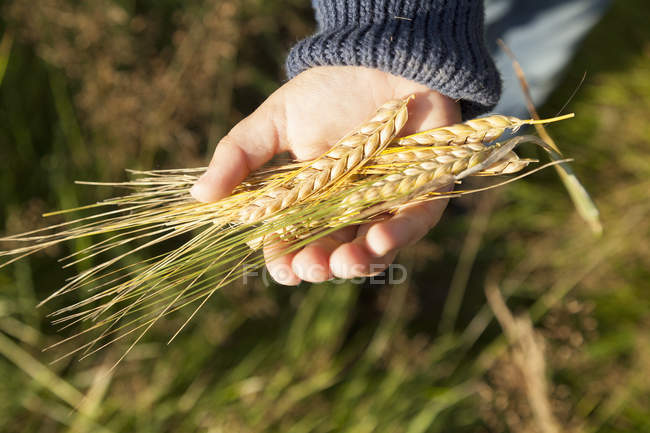 Cropped image of boy holding wheat in palm of hand, Lohja, Finland — Stock Photo