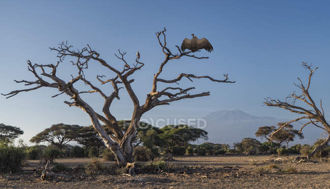 Abutre em uma árvore no Parque Nacional Amboseli, Amboseli, Rift Valley, Quênia — Fotografia de Stock