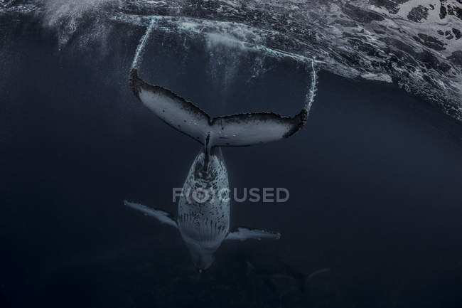 Горбатый кит (Megaptera novaeangliae) в водах Тонга — стоковое фото