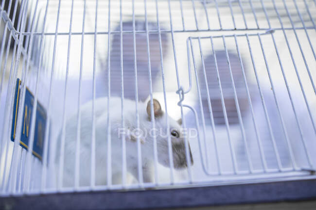 Rata blanca en jaula, trabajadores de laboratorio mirando dentro de la jaula - foto de stock