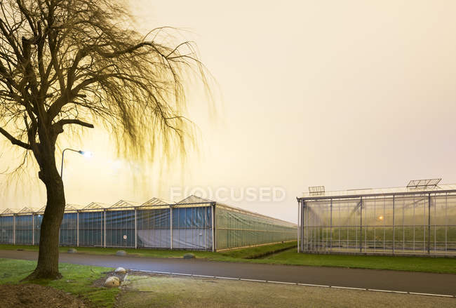 Greenhouses at dusk, in Westland,  area with the highest concentration of greenhouses in Netherlands — Stock Photo