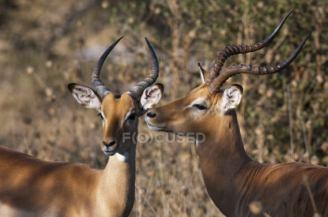 Two beautiful Impalas in Savute Channel, Linyanti, Botswana — Stock Photo