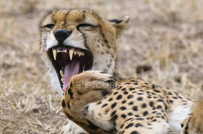 Cheetah yawning in Masai Mara National Reserve, Kenya — Stock Photo