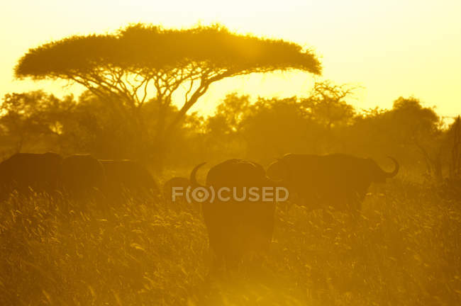 Buffalos africains sur le terrain pendant le coucher du soleil, Lualenyi Game Reserve, Kenya — Photo de stock