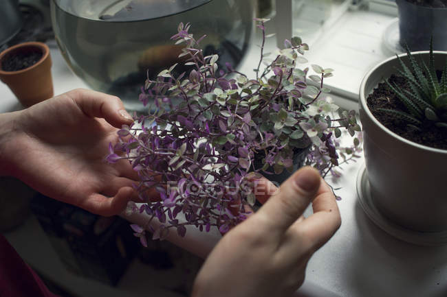 Mano femminile che tende pianta in vaso sul davanzale della finestra — Foto stock