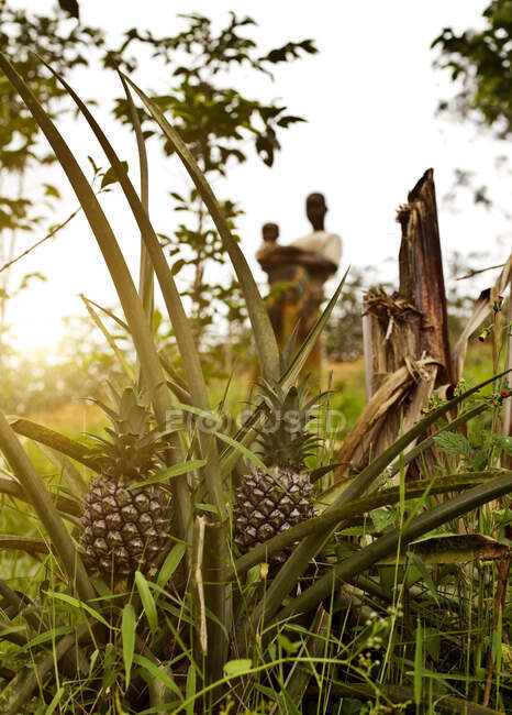 Ананаси ростуть на передньому плані, двоє людей позаду, Біраї, Бужумбура, Бурунді, Африка. — стокове фото