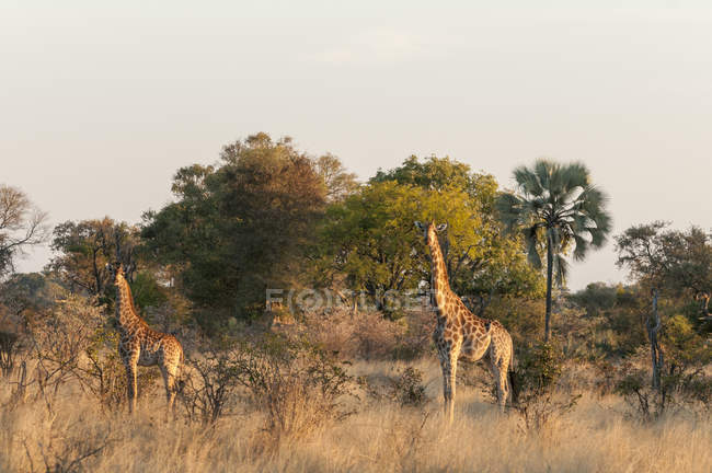 Due giraffe in piedi vicino agli alberi nel Delta dell'Okavango, Botswana — Foto stock
