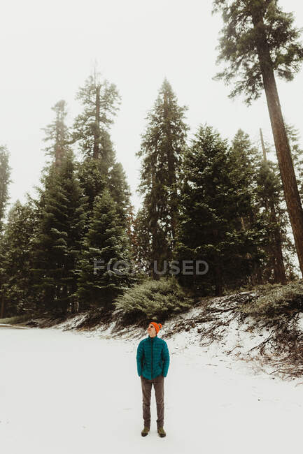 Caminhante masculino olhando para cima a partir de neve coberto Sequoia National Park, Califórnia, EUA — Fotografia de Stock
