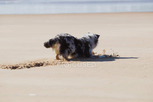 Dog digging sand on beach — Stock Photo