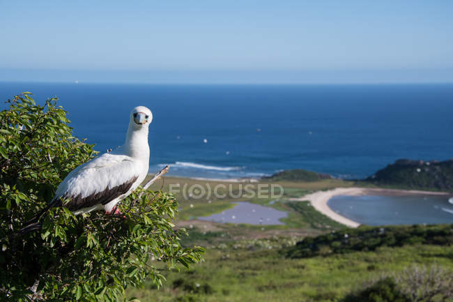 Red footed booby at Clarion Island, Socorro, Baja California — Stock Photo