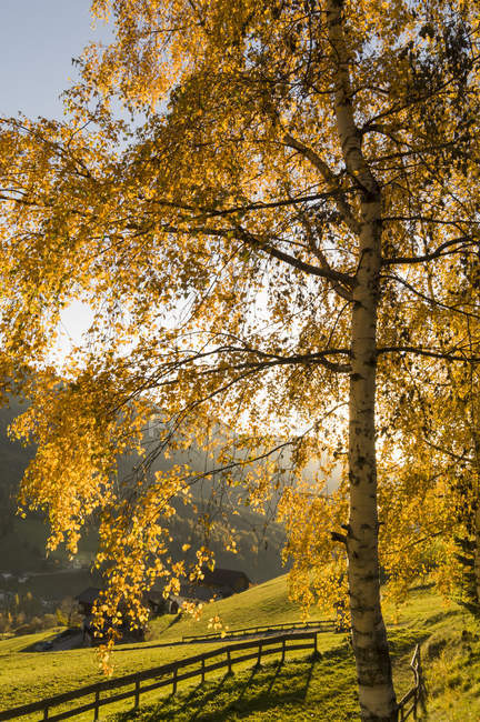 Осіннє листя на дереві, місті Funes долини, гори Доломіти, Альто-Адідже, Італія, Європи — стокове фото