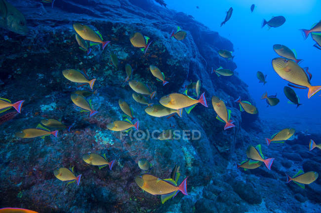 School of yellow fish swimming by seabed rocks, Socorro, Baja California, Mexico — Stock Photo