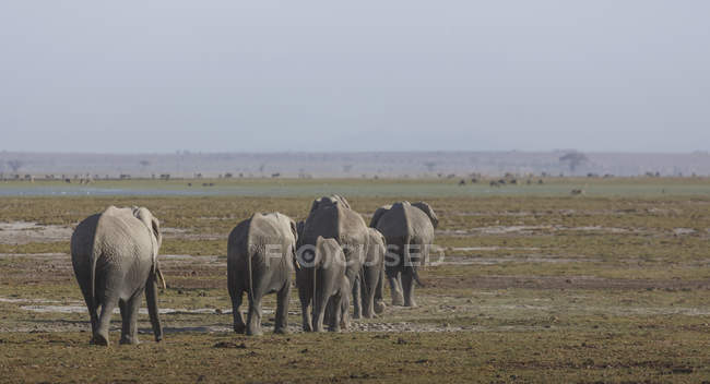 Troupeau d'éléphants dans le parc national d'Amboseli, Amboseli, vallée du Rift, Kenya — Photo de stock