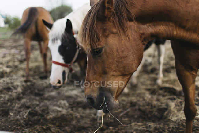 Tiro cortado de cavalos em paddock comendo feno — Fotografia de Stock