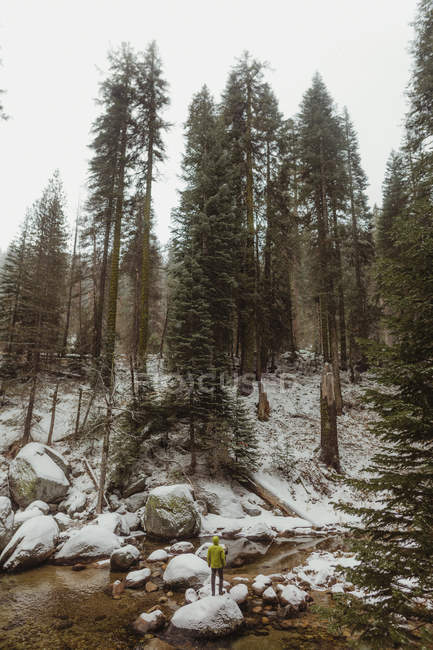 Rear view of male hiker looking over snowy forest from river rock, Yosemite Village, California, USA — Stock Photo