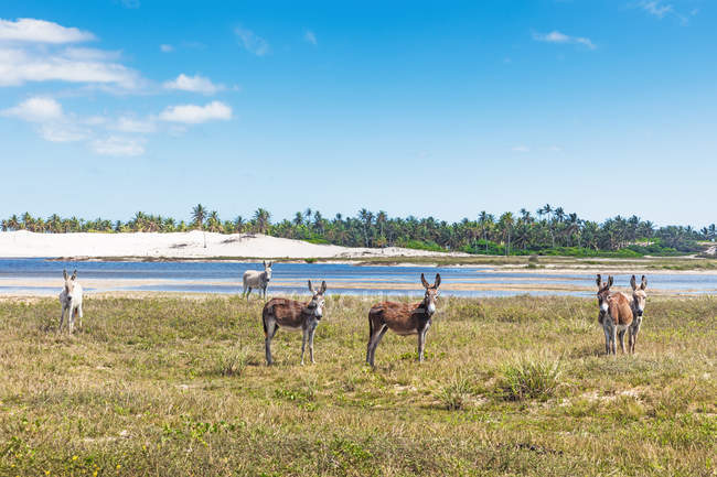 Esel im Jericoacoara Nationalpark, ceara, Brasilien, Südamerika — Stockfoto
