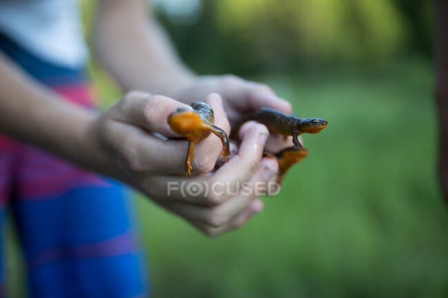 Person holding newts, close-up — Stock Photo