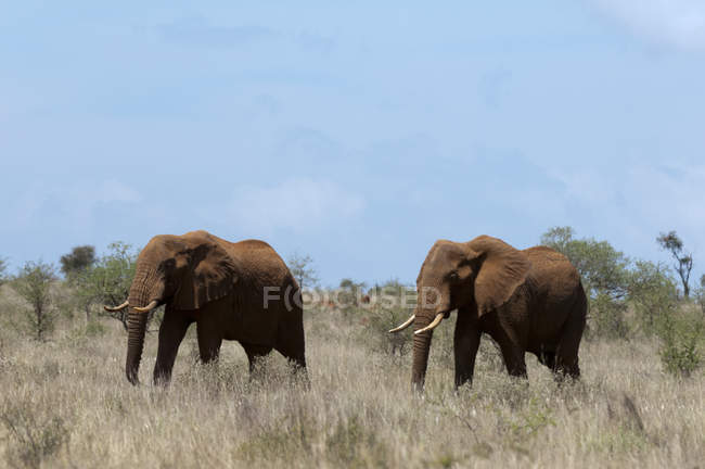 Vista laterale degli elefanti che camminano sull'erba nella riserva naturale di Lualenyi, Kenya — Foto stock