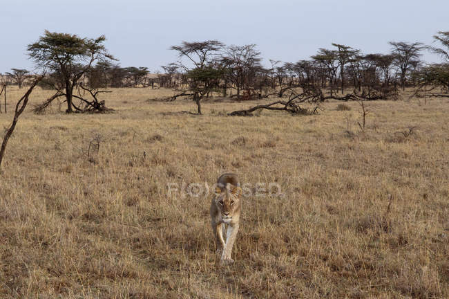 Leone che cammina e guarda la macchina fotografica, Masai Mara, Kenya — Foto stock