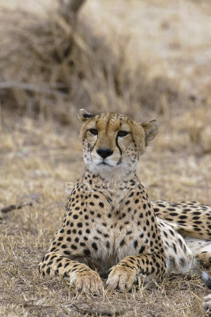 Schöner Gepard auf dem Boden liegend, Masai-Mara-Nationalreservat, Kenia — Stockfoto
