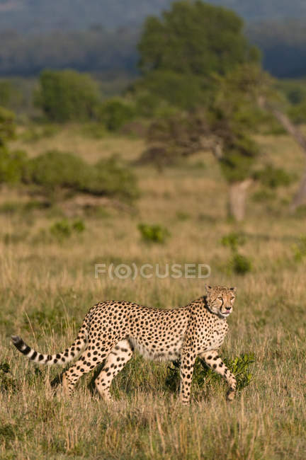 Вид збоку Гепард, ходьба на траві, Масаі Мара Національний заповідник, Кенія — стокове фото