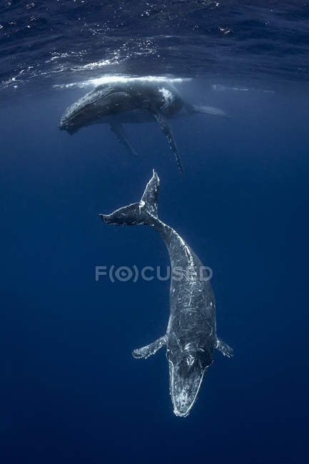 Горбатый кит (Megaptera novaeangliae) и теленок в водах Тонга — стоковое фото