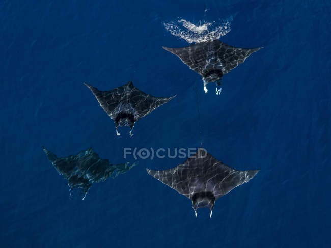 Mobula Rays seen from the air swimming, Nopapu, Vava, Tonga — Stock Photo