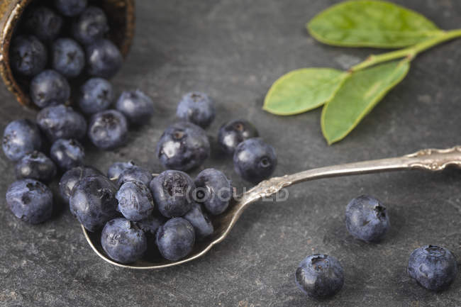 Blueberries spilling from bowl and on spoon — Stock Photo