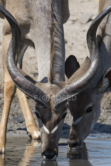 Couple of Greater kudus drinking water from waterhole in Kalahari, Botswana — Stock Photo