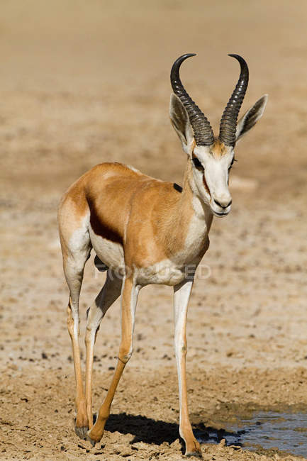 View of one springbok at desert, africa — Stock Photo