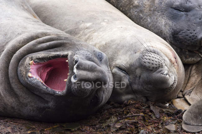 Phoques éléphants du Sud reposant et couchés sur la plage — Photo de stock