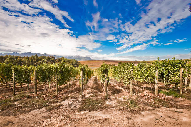 Vista panorámica de Vines en viñedo - foto de stock