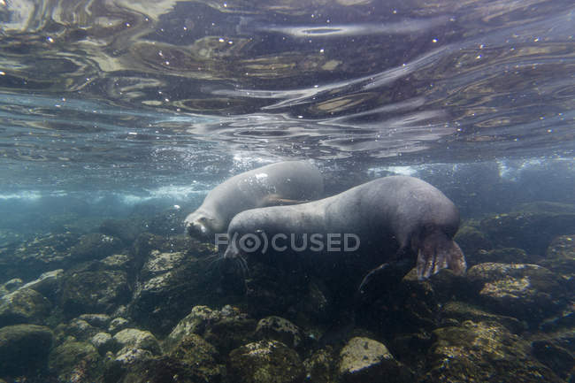 Vista submarina de los lobos marinos de Galápagos, Isla de Santa Fe, Islas Galápagos, Ecuador - foto de stock