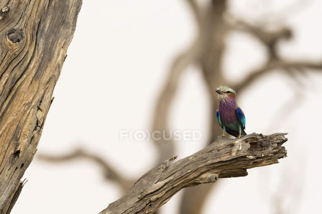 Pequeno pássaro violeta sentado no galho da árvore seca em Savuti, Chobe National Park, Botsuana — Fotografia de Stock
