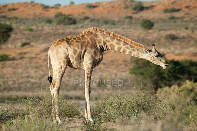 Вид на одного жирафа в пустелі, Африка — стокове фото