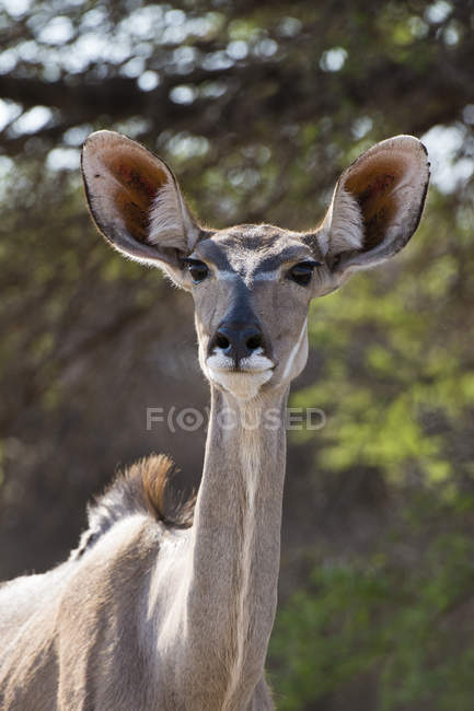 Ritratto di kudu maggiore femminile in kalahari, botswana — Foto stock