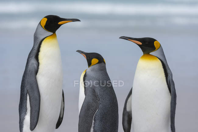 Pingüinos rey en la playa de arena, Port Stanley, Islas Malvinas, América del Sur - foto de stock